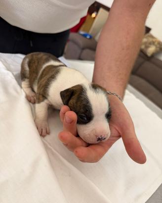Cuccioli Amstaff