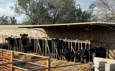 Black Angus originali