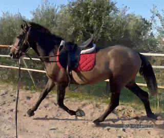 Cavallo Andaluso P.r.e
