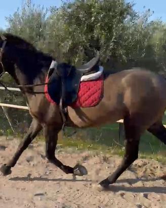 Cavallo Andaluso P.r.e