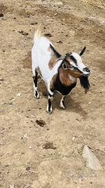 Capretto tibetano