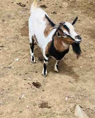 Capretto tibetano