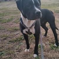 Regalasi cucciolo amstaff black panther