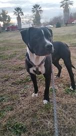 Regalasi cucciolo amstaff black panther