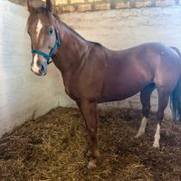 Stagione di monta 2026