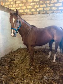 Stagione di monta 2026