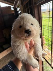 Cuccioli Maremmano MASCHI