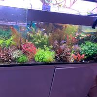 Potature piante acquario