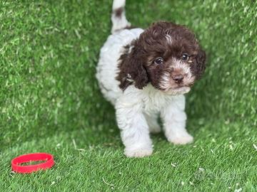 Lagotto Romagnolo