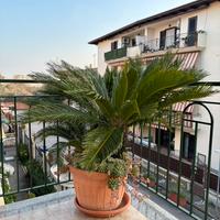 Pianta Cycas revoluta adulta in grande vaso