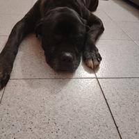 Cane corso 11 anni