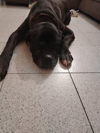 Cane corso 11 anni