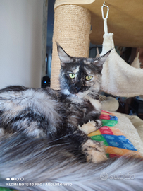 Maine coon adulto con pedigree