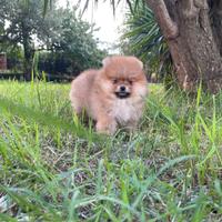 Cuccioli spitz nano Pomerania