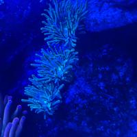 Majano Anemone Verde Decirativo