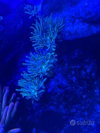 Majano Anemone Verde Decirativo