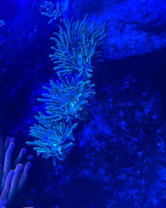 Majano Anemone Verde Decirativo