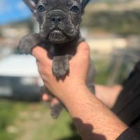 Bulldog francesi