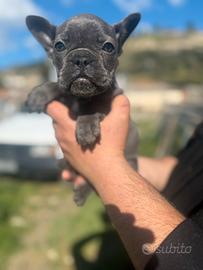 Bulldog francesi