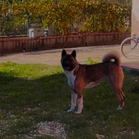Disponibile per monta femmina akita americano