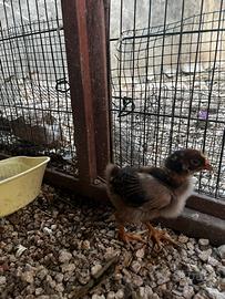 Pulcini marans, legbar e barneveldern