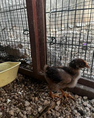 Pulcini marans, legbar e barneveldern
