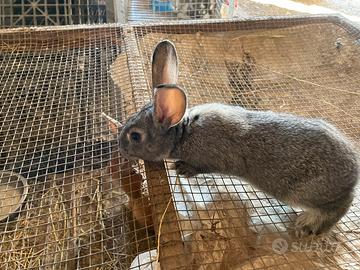 Conigli grigio dí Carmagnola