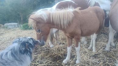 Pony maschio pezzato piccola taglia
