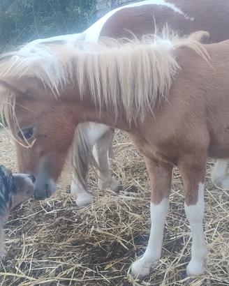 Pony maschio pezzato piccola taglia
