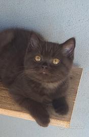 British shorthair chocolate