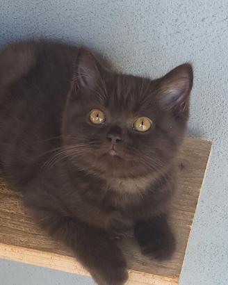 British shorthair chocolate