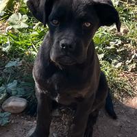 Cane corso