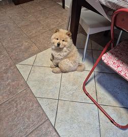 Cucciolo Chow Chow
