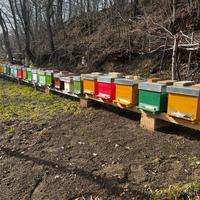 Alveari completi di casetta e melari