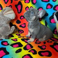 Bulldog francese femmin blu dimension pocket