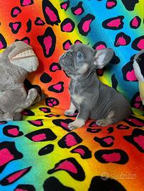 Bulldog francese femmin blu dimension pocket