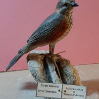 Tordo sassello in scultura di argilla