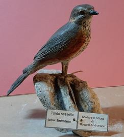 Tordo sassello in scultura di argilla