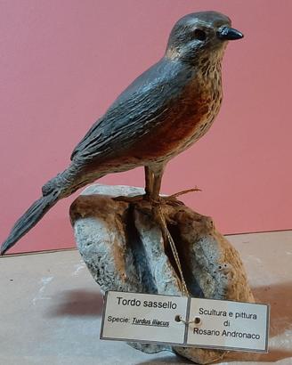 Tordo sassello in scultura di argilla