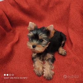 Cucciolo di Yorkshire