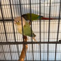 Coppia di pyrrhura con sessaggi