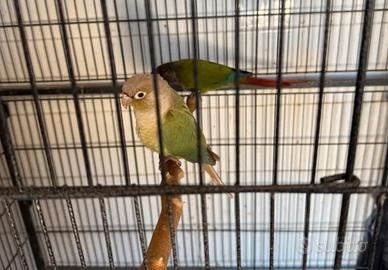 Coppia di pyrrhura con sessaggi