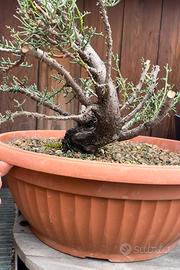 Pre bonsai Cipresso yamadori