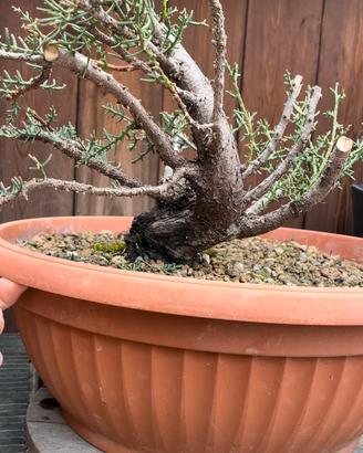 Pre bonsai Cipresso yamadori