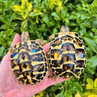 Testudo hermanni graeca marginata e albine