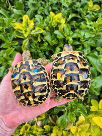 Testudo hermanni graeca marginata e albine