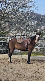 Cavallo
