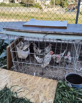 Galline e Galli sebright