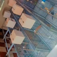 batteria con 9 gabbie  