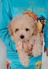 Cuccioli incrocio barboncino minitoy e maltipoo 